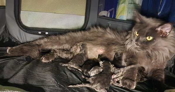 kitten