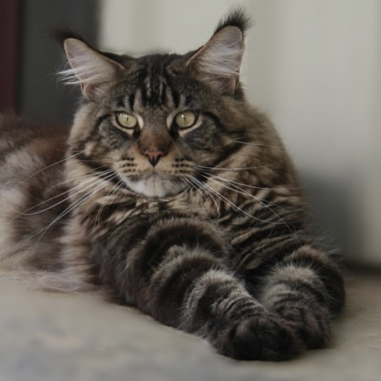 kitten